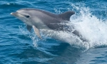 Dolphin afalina